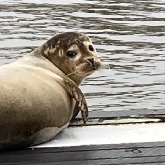 Besucher auf unserem Steg